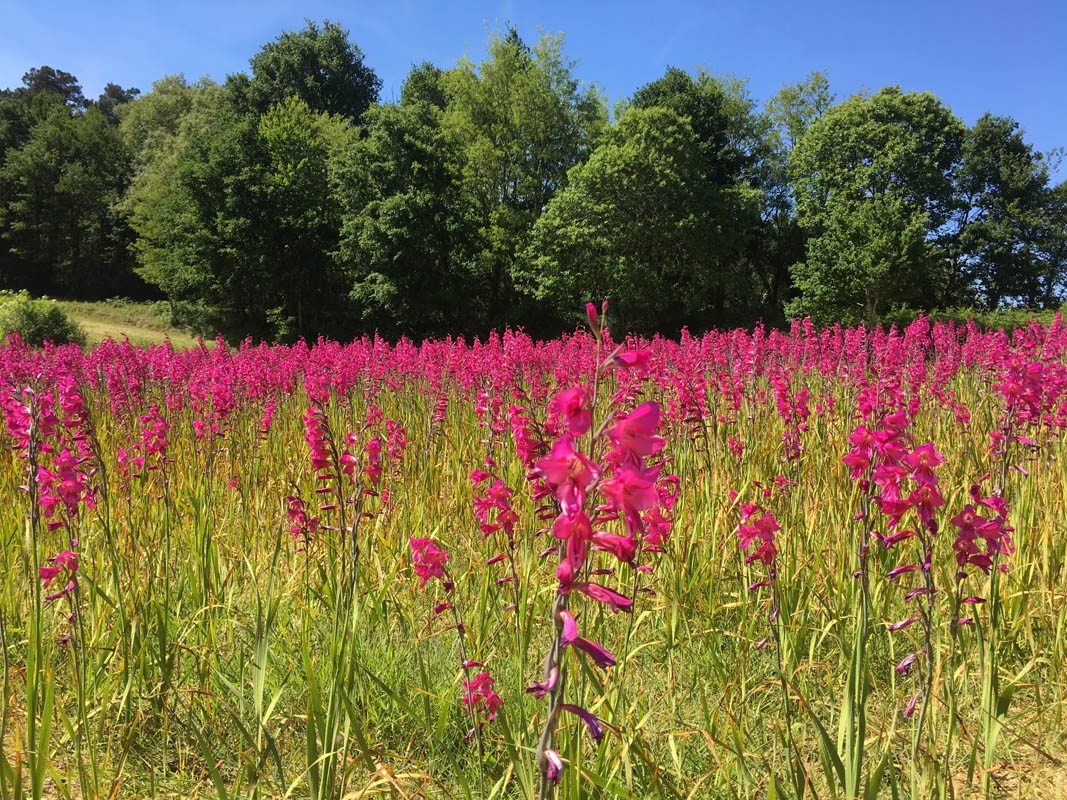 Gladiolus x byzantinus